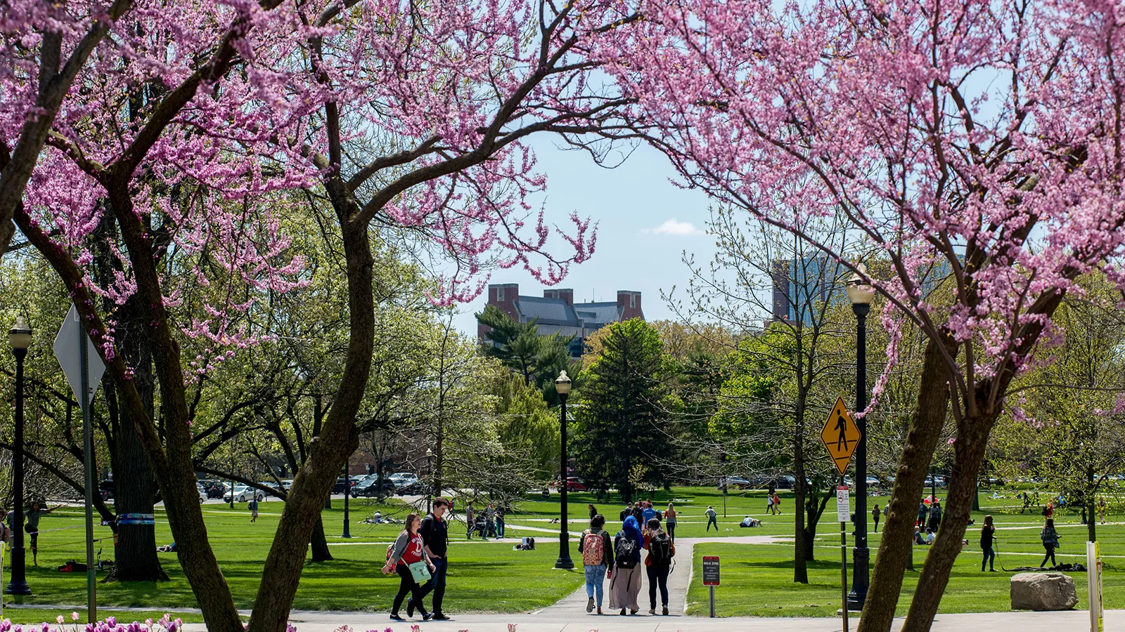 View of Oval framed by purple tulips and flowering trees