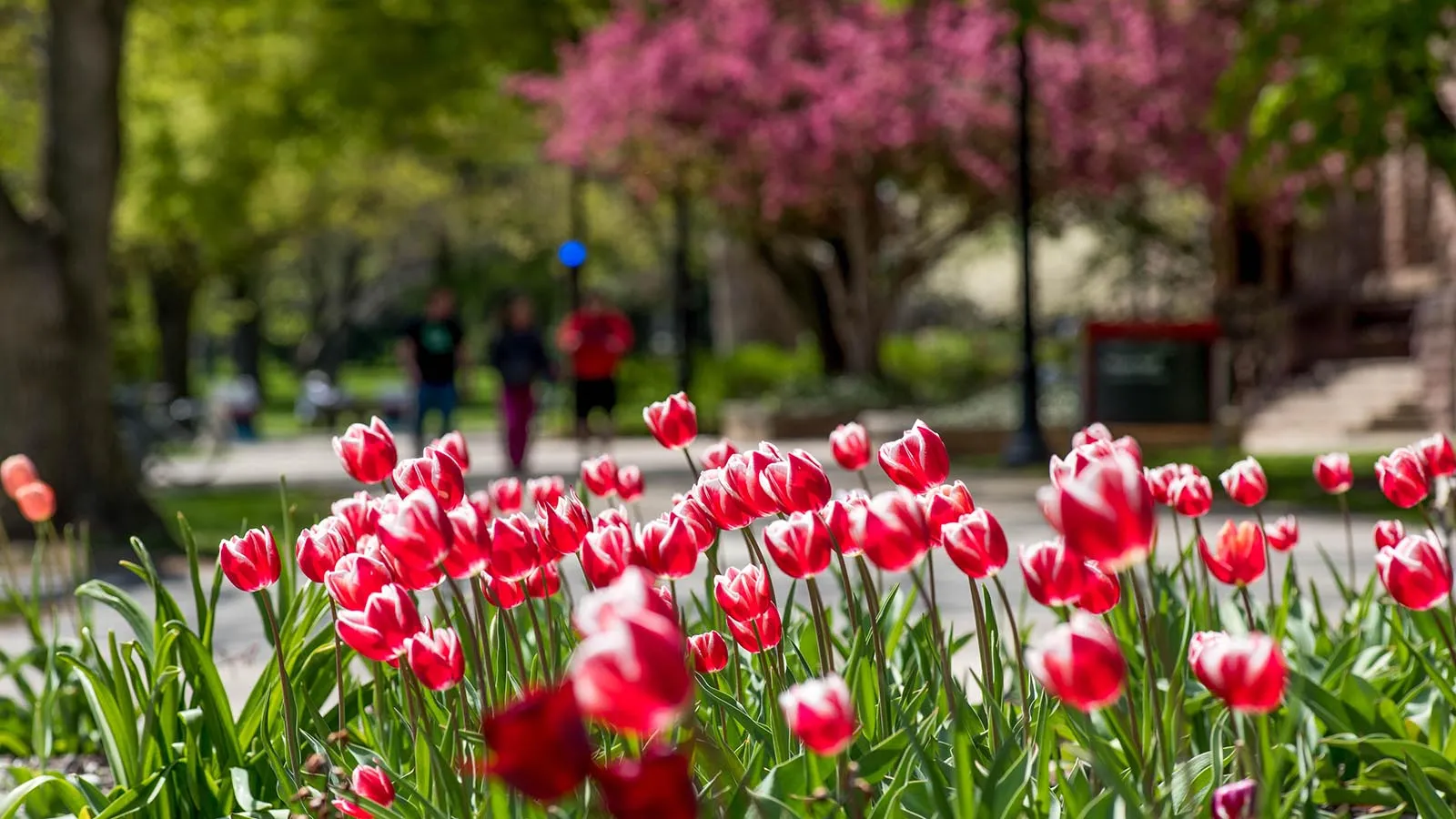 Red tulips on Oval